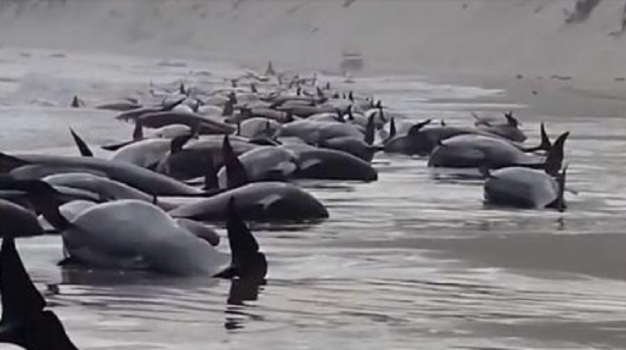 Quelques 230 Dauphins S'échouent Sur Une Plage Et Meurent : Une ...