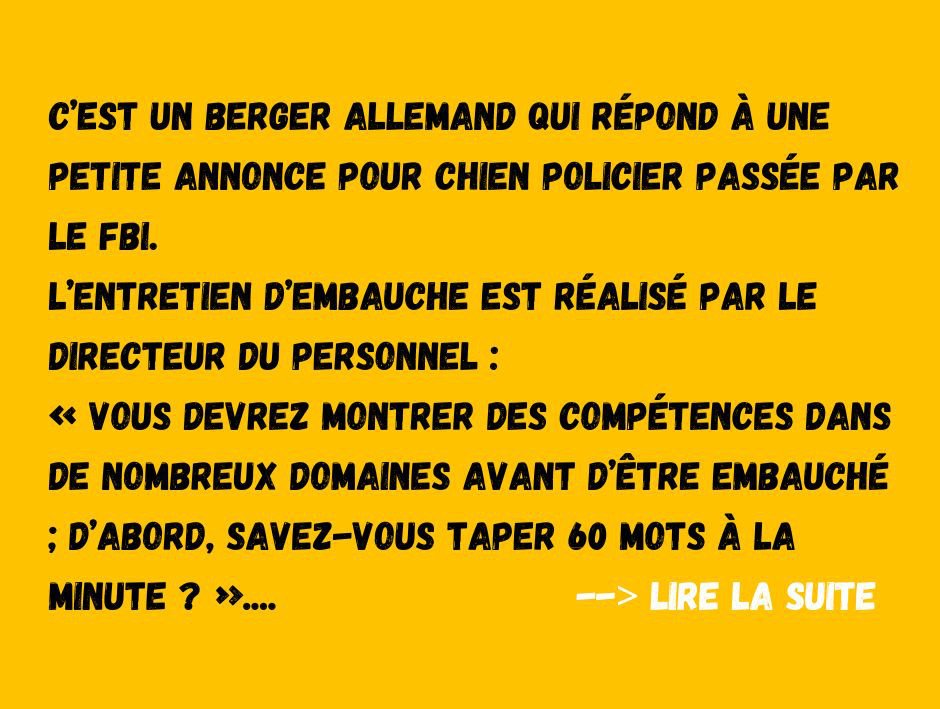 Le berger allemand surdoué qui veut rentrer au FBI